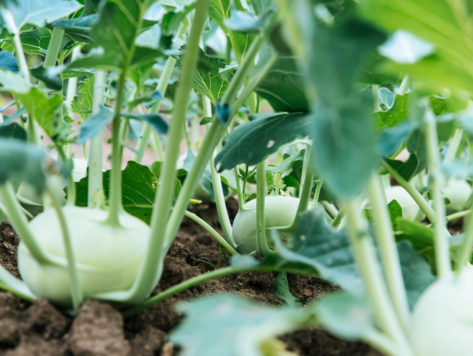 Allotment Banner